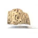  один пункт предмет виноград. дерево .. дом ракушка ta- рептилии земноводные мелкие животные 900701