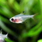 ( поступление нерешительный )( тропическая рыба ) Panda *pli Stella (6 шт ) Hokkaido * Kyushu авиапочта необходимо теплоизоляция 