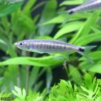 （熱帯魚）バリリウス・クリスティ（１匹）