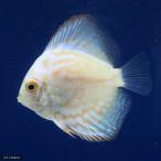 （熱帯魚）ホワイトバタフライピジ