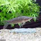 ( тропическая рыба ) порт отверстие * кошка (1 шт ) Hokkaido * Kyushu авиапочта необходимо теплоизоляция 