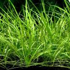 ( водоросли ) Echinodorus Anne g стойка fo Rius ( нет пестициды )(3 АО )