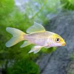 ( цветной карп )hi Rena gani type goiS размер (1 шт )