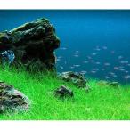 ( водоросли ) волосы - стакан Short ( водный лист )( нет пестициды )(1 пачка минут )