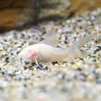 ( тропическая рыба ) Corydoras *aene незначительный длинный ласты a рубин no(3 шт ) Hokkaido * Kyushu авиапочта необходимо теплоизоляция 