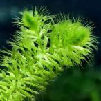 ( водоросли )mjinamo( Япония производство )( нет пестициды )( 1 шт. )