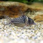 ( тропическая рыба ) Corydoras *agasiji. тянуть s( wild )(1 шт ) Hokkaido * Kyushu авиапочта необходимо теплоизоляция 