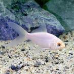 ( местного производства золотая рыбка ) белый комета (3 шт )