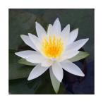 （ビオトープ）睡蓮　温帯性睡蓮（スイレン）　白（１ポット）（休眠状態）