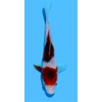 ( цветной карп ).|koro moni type goi8~13cm(1 шт )