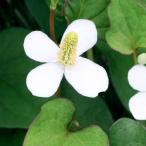 ( биотоп ) водное растения dokdami( нет пестициды )(1 pot ). сырой растения 