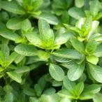 ( биотоп ) водное растения miz gold bai( нет пестициды )(3 pot ). вода растения 