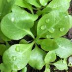 ウォーターローズ子株葉数３〜６枚程度