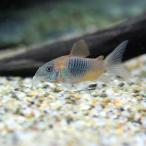 ( тропическая рыба ) Corydoras *benezela orange (3 шт ) Hokkaido авиапочта необходимо теплоизоляция 