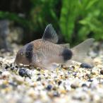 ( тропическая рыба ) Corydoras * Panda (3 шт ) Hokkaido * Kyushu авиапочта необходимо теплоизоляция 