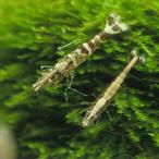 （エビ）ヒメヌマエビ（５匹）　北海道・九州航空便要保温