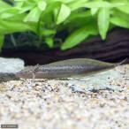 プロトプテルス・アンフィビウス北海...