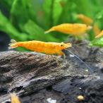 ( креветка ) orange Cherry шримс (8 шт ) Hokkaido * Kyushu авиапочта необходимо теплоизоляция 