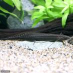 プロトプテルス・エチオピクス・コン...