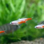 ( тропическая рыба ) белый бриллиант * neon Tetra (4 шт ) Hokkaido * Kyushu авиапочта необходимо теплоизоляция 