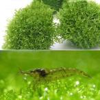 ( креветка )( водоросли ) наматывать длина lisia мяч ( подводный лист )( нет пестициды )(1 шт ) +mi Nami пресноводная креветка (5 шт ) Hokkaido * Kyushu авиапочта необходимо теплоизоляция 