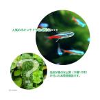 ( тропическая рыба )( водоросли ) neon Tetra (20 шт ) + случайный водный лист 3 вида комплект итого 10шт.@ Hokkaido * Kyushu авиапочта необходимо теплоизоляция 