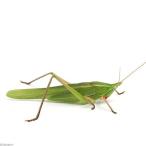 ( насекомое )kbi сверло gis мужской взрослое насекомое WD(1 шт ) Hokkaido * Kyushu авиапочта необходимо теплоизоляция 