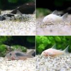 （熱帯魚）ビギナー向けおまかせコリドラス（５匹）　北海道・九州航空便要保温