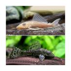( тропическая рыба )hipo* Plecostomus (1 шт )+a рубин nohipo* Plecostomus (1 шт ) Hokkaido * Kyushu авиапочта необходимо теплоизоляция 