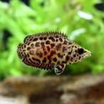 レオパード・クテノポマ北海道・九州...