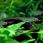 ( тропическая рыба ) Corydoras *pigmi-( wild )(20 шт ) Hokkaido авиапочта необходимо теплоизоляция 