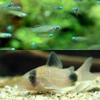 アフリカン・ランプアイ＋コリドラス...