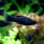 ブラック・モーリー北海道・九州航空...