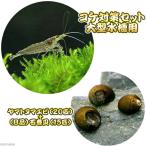 ( креветка *.)koke меры комплект большой аквариум для Yamato пресноводная креветка (20 шт ) + нет выбор другой камень шт .(15 шт ) Hokkaido * Kyushu авиапочта необходимо теплоизоляция 