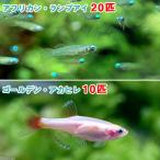 アフリカン・ランプアイ＋ゴールデン...