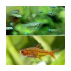 アフリカン・ランプアイ＋ファイアー...