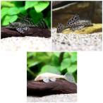 ( тропическая рыба ) собственный .n Plecostomus 3 вида комплект (3 шт )( каждый 1 шт ) Hokkaido * Kyushu авиапочта необходимо теплоизоляция 