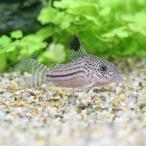 ( тропическая рыба ) Corydoras * Jeury - тянуть s( wild )(1 шт ) Hokkaido * Kyushu авиапочта необходимо теплоизоляция 