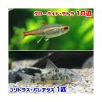 ( тропическая рыба )g Rollei to* Tetra (10 шт ) + Corydoras *pa редкость tas(1 шт ) Hokkaido * Kyushu авиапочта необходимо теплоизоляция 
