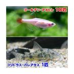 ( тропическая рыба ) золотой красный филе (10 шт )+ Corydoras *pa редкость tas(1 шт ) Hokkaido * Kyushu авиапочта необходимо теплоизоляция 