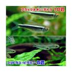 ( тропическая рыба ) черный neon * Tetra (10 шт )+ Corydoras *pigmi-( wild )(5 шт ) Hokkaido авиапочта необходимо теплоизоляция 