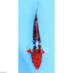 ( цветной карп ) эпоха Heisei .|he Ise ini type ni type goi8~13cm(1 шт )