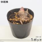 ( луговые и горные травы ) дикоросы yamaudo( гора ..)3.5 номер (1 pot ) огород (.. состояние )