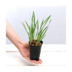 ( луговые и горные травы ) core yame( маленький ..) дверь поле ayame( дверь поле ..)2.5 номер (1 pot )(.. состояние )