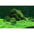 ( водоросли ) Glossostigma ( подводный лист )( нет пестициды )(1 упаковка минут )