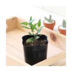 ( декоративное растение ) трава рассада mart ru3 номер (1 pot ) огород 