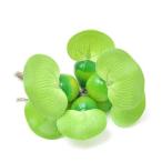 GEXme Dakar. производство яйцо . ho Tey AOI 