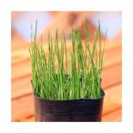 ( биотоп ) водное растения hime ho ta Louis ( нет пестициды )(1 pot ). вода ~.. растения 