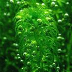 ( водоросли ) Great Moss (ege задний nayas)( подводный лист )( нет пестициды )(5шт.@) иметь стебель . после .. внутренний производство 