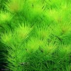 ( водоросли )hidorotolike hot ni флора ( подводный лист )( нет пестициды )(3шт.@)